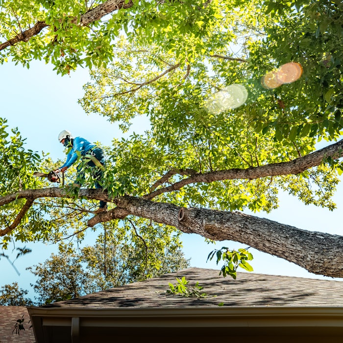 Tree surgery trade in Wales